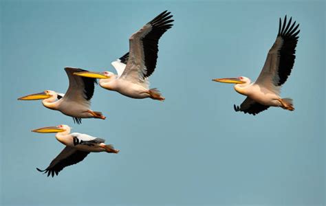 27,100+ Pelican Flying Stock Photos, Pictures & Royalty-Free Images ...