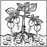 Plant Life Cycle Coloring Pages  Free & Printable sketch template