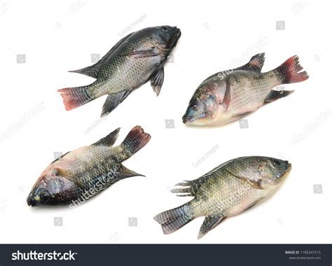 Fresh Tilapia Fish Isolated On White Stock Photo 1185247315 | Shutterstock