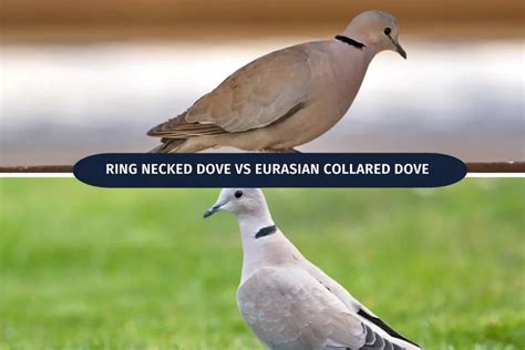 Ring Necked Dove VS Eurasian Collared Dove (Differences)