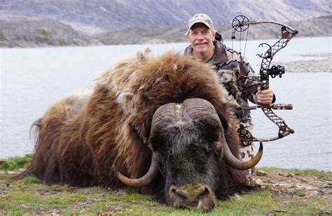 Musk ox bow hunting in Greenland has 100% success rate