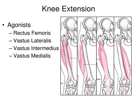 What Is Knee Extension And Flexion at George Carver blog