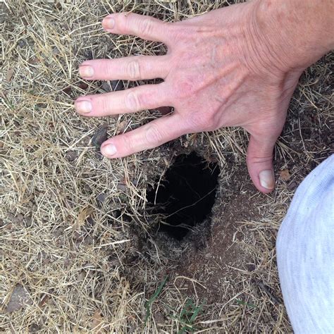 Hole in Lawn – Tree Trunk Subsiding | Walter Reeves: The Georgia Gardener