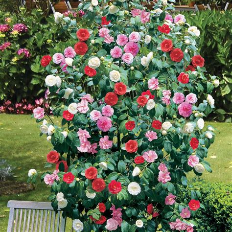 1 x Camellia Tricolour Red Pink White Hardy Bushy Evergreen Shrub Plant In Pot | eBay