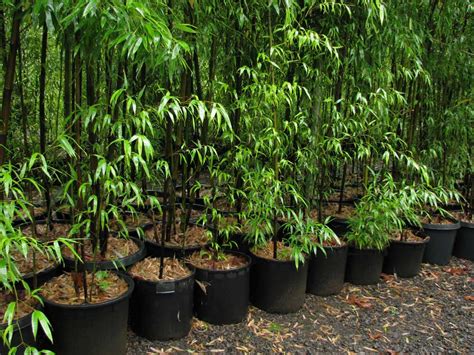 Phyllostachys nigra Black Bamboo | Bamboo Garden