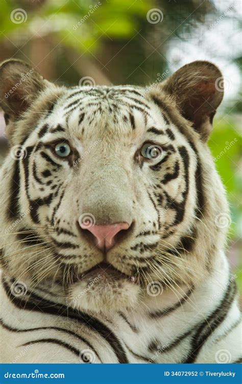 White bengal tiger stock photo. Image of tiger, strength - 34072952