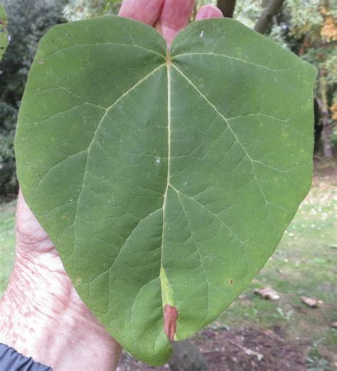 Leaf Large - Tree Guide UK Tree ID by large leaf