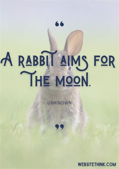 73+ Cute & Cuddly Quotes About Rabbits! 🥇[+ Images!]