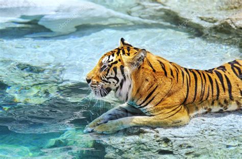 Bengal tiger near the water — Stock Photo © nejron #1421700