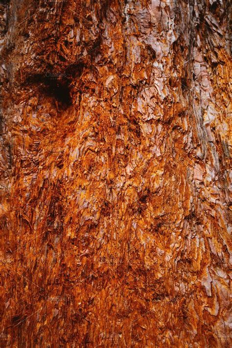 Tree trunk texture | Tree trunk, Texture, Tree