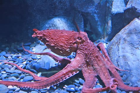 Scientists working on octopus-inspired military camouflage material