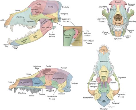 Dog Skull Anatomy