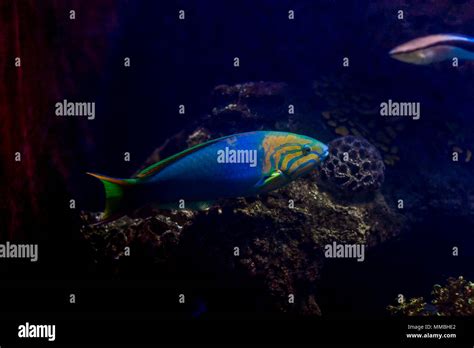 Moon wrasse and cleaner wrasse in an aquarium with coral in the ...