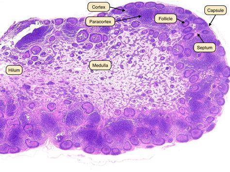 My Veterinary Journal — Lymphoid Tissues