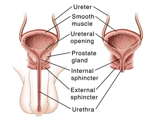 Bladder Anatomy