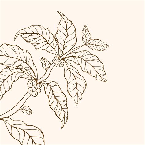 Coffee tree vector. vector illustration of coffee branch. Coffee plant branch with leaf. Hand ...