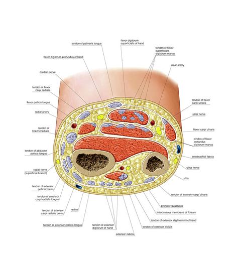 Cross-section Of Forearm Photograph by Asklepios Medical Atlas