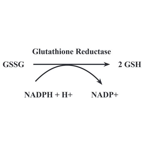 Glutathione Reductase Activity Kit StressXpress® | StressMarq