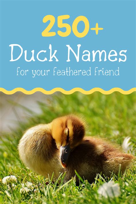 250+ Duck Names for Your Feathered Friend (From Aflac to Xerxes) | Pet ducks, Cute pet names ...