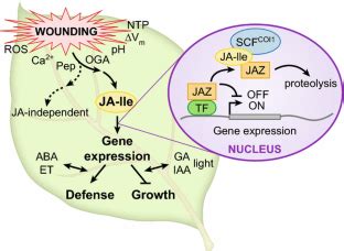 Metabolism of the plant hormone jasmonate: a sentinel for tissue damage ...