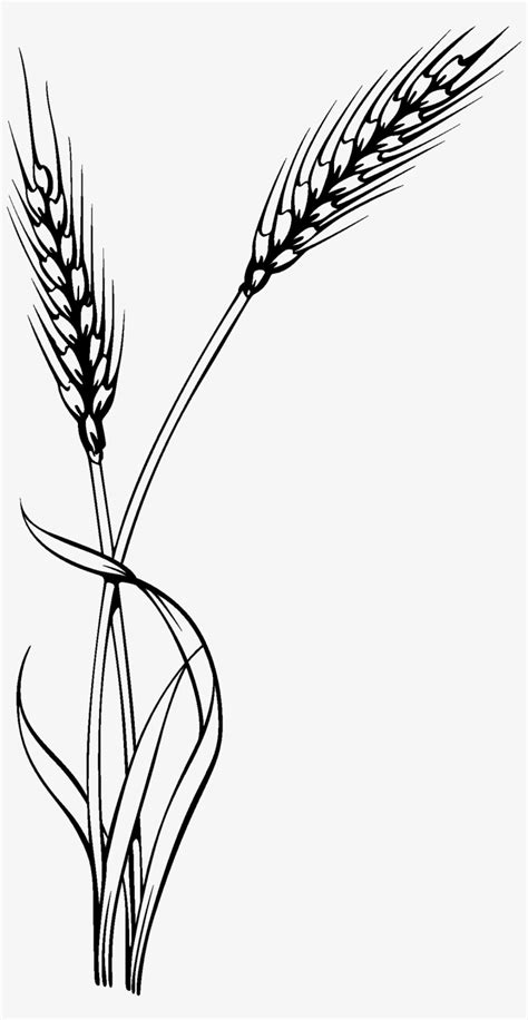 Oat Clipart Stalk - Wheat Vector Transparent PNG - 1220x2264 - Free Download on NicePNG