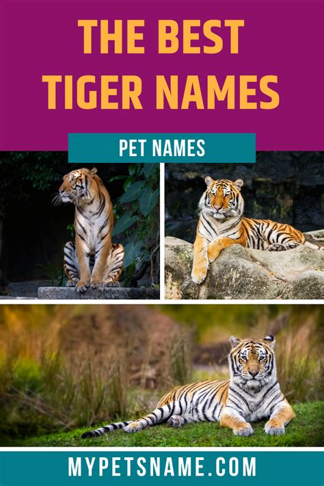 One of the best Tiger names that we've come across are from Celtic and Gaelic languages. Aine, a ...