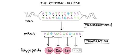 Dna Transcription And Translation Diagram