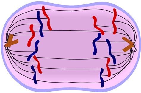 Anaphase(mitosis): This is the third stage of mitosis. In this stage the sister chromatids ...