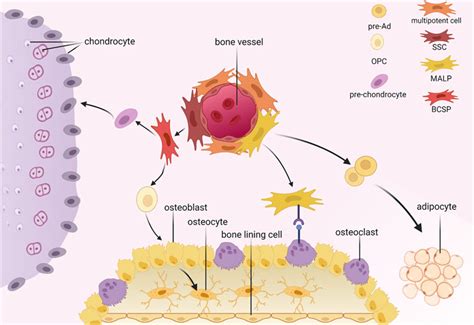 Frontiers | Bone Marrow Mesenchymal Stromal Cells: Identification ...