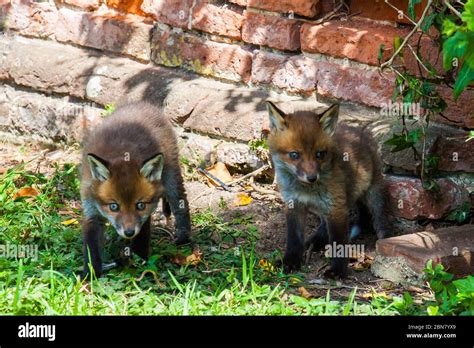 Red fox cubs hi-res stock photography and images - Alamy