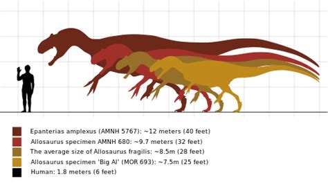 Gambar Allosaurus Tyrannosaurus Difference Comparison Diffen Sizes ...