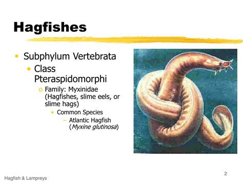 PPT - Lampreys and Hagfishes PowerPoint Presentation, free download ...