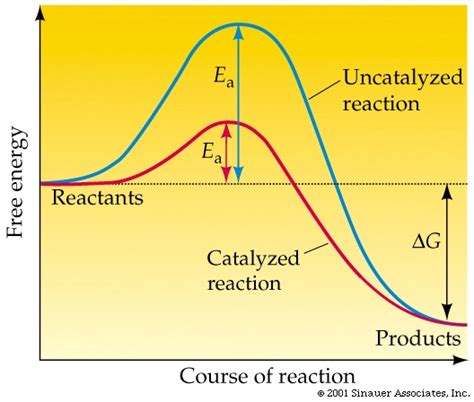 Reaction Energy Diagram With Catalyst