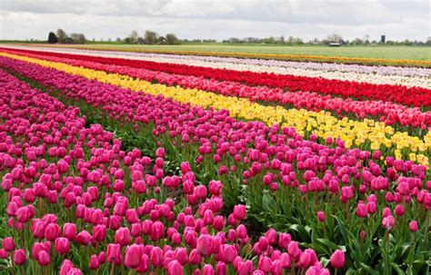 Find Stunning Tulip Farms in New Jersey - Days Out On The Farm