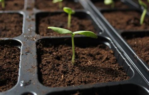 How Often To Water Seedlings & Bottom vs Top Watering | BackyardDigs