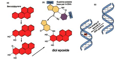 benzo(a)pyrene mutagenesis