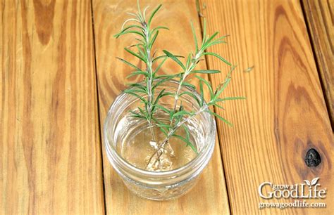 How to Propagate a Rosemary Plant from Stem Cuttings (2022)