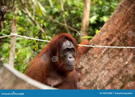 Lovely orangutan female. stock photo. Image of baby, eating - 49042888