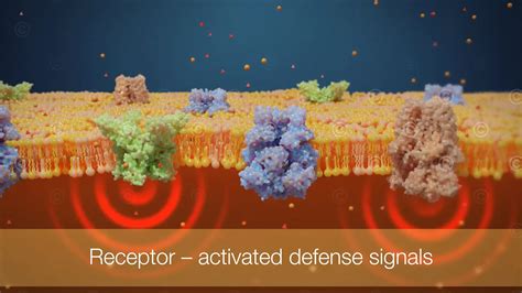 Animation TRP channel multimodulators in colds - MedicalGraphics