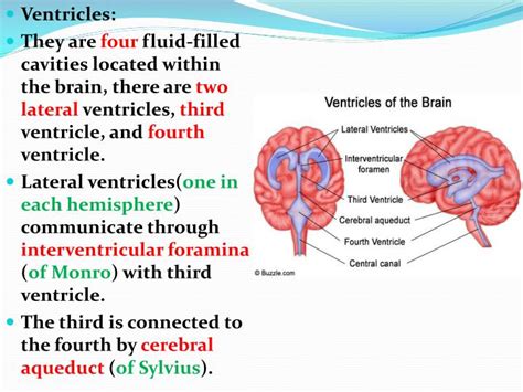 PPT - CSF and Ventricular System PowerPoint Presentation - ID:2129658