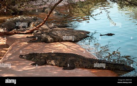 Dubai crocodile park Stock Photo - Alamy