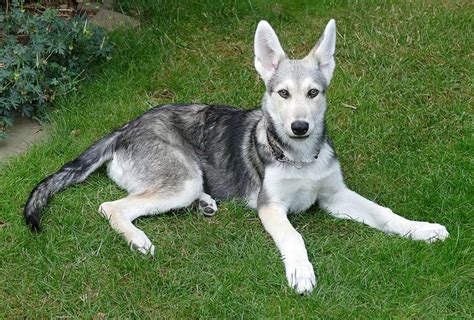 Vlčí plemena: Československý vlčák, Saarloosův vlčák, Northern Inuit Dog,...