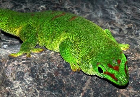 Phelsuma edwardnewtoni - Earth.com