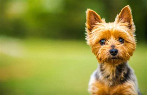 Are Australian Silky Terrier Puppies Lazy