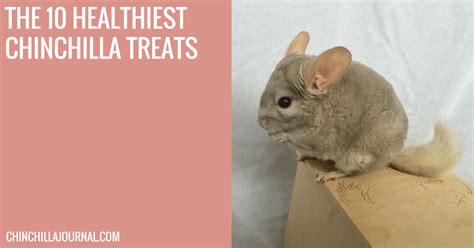 The 10 Healthiest Chinchilla Treats - Chinchilla Journal