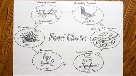 How to draw food chain step by step very easy - YouTube