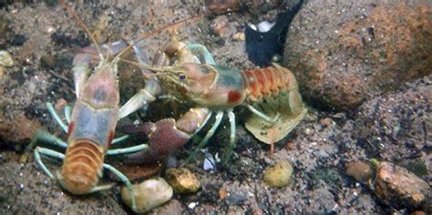 Rusty Crayfish Invasive Species