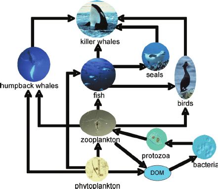 Ocean Food Web Examples