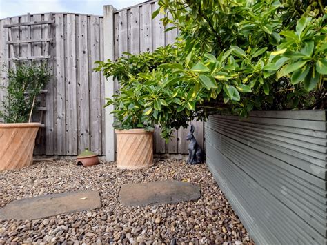 Pruning Euonymus — BBC Gardeners' World Magazine