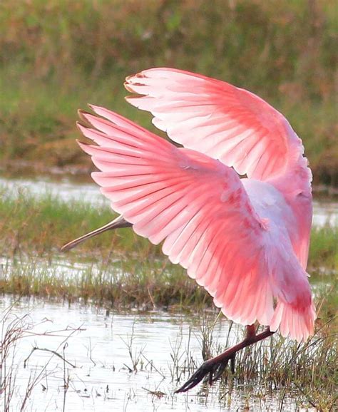 Everglades Birds of Florida | Airboat Rides Fort Lauderdale